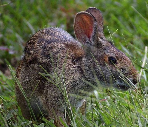 Why I hate rabbits